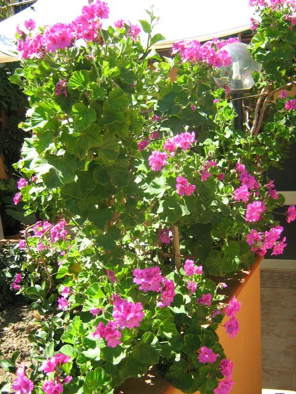 شقة تْشيفالو  في Terrazza Mimosa المظهر الخارجي الصورة